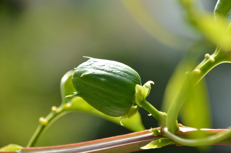 P. alata