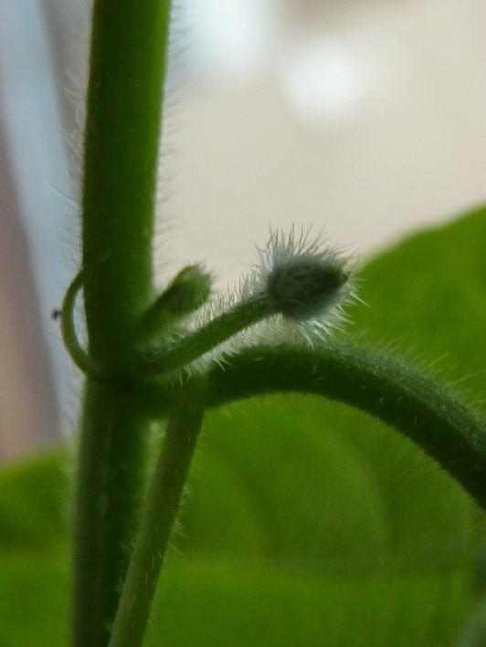 P. capsularis