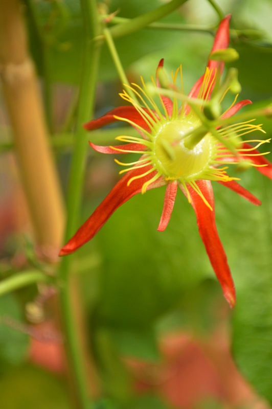 P. cinnabarina