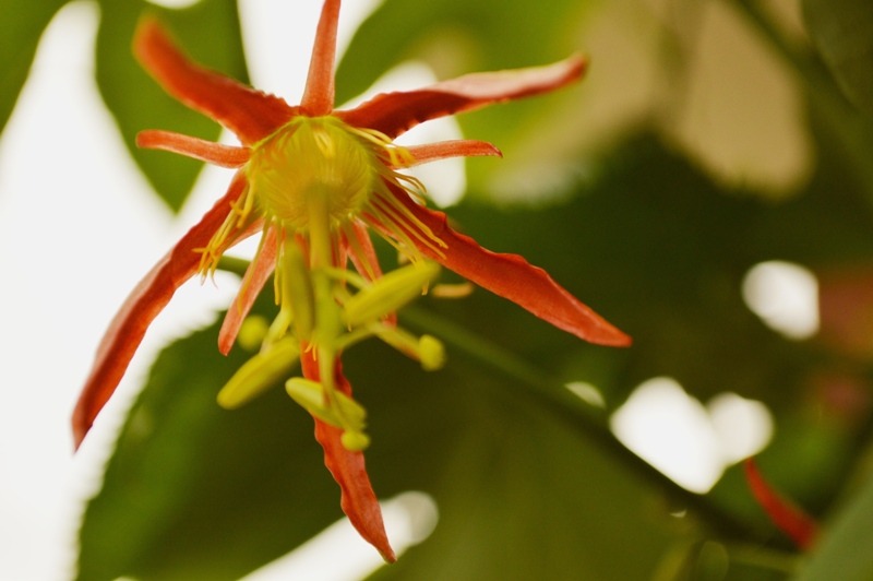 P. cinnabarina