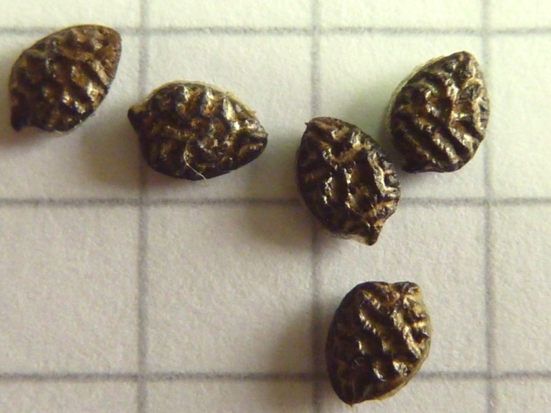 P. cinnabarina