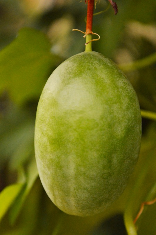 P. cinnabarina