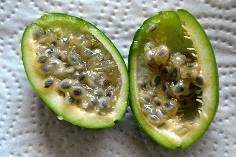 P. cinnabarina