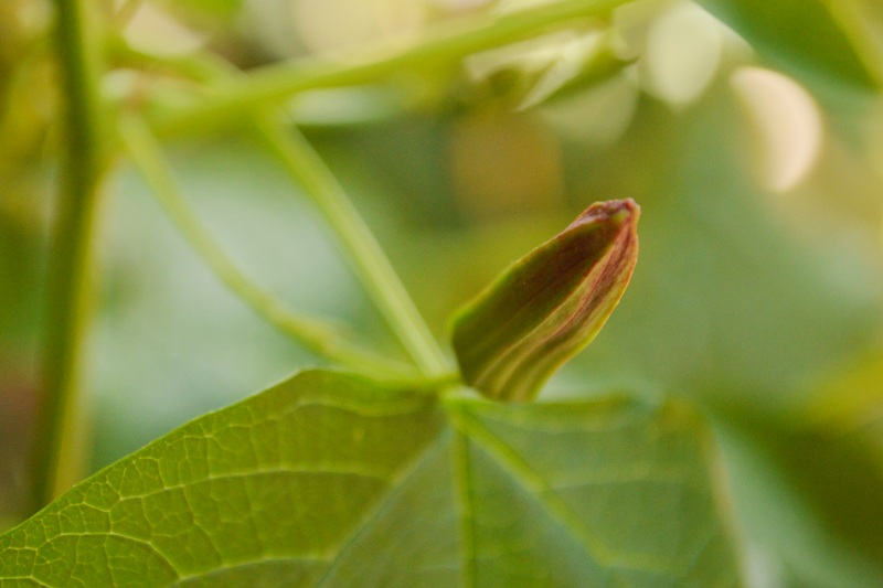 P. cinnabarina