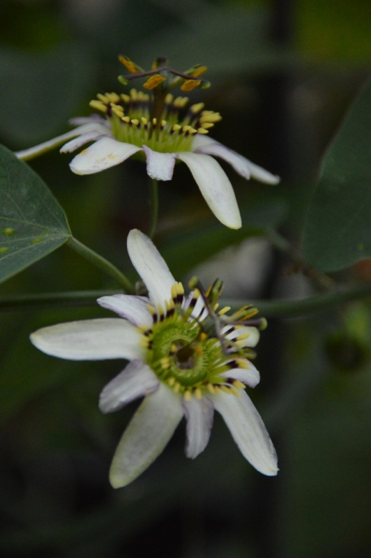 P. cuneata Miguel Molinari