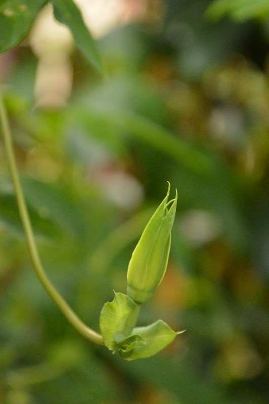 P. gritensis