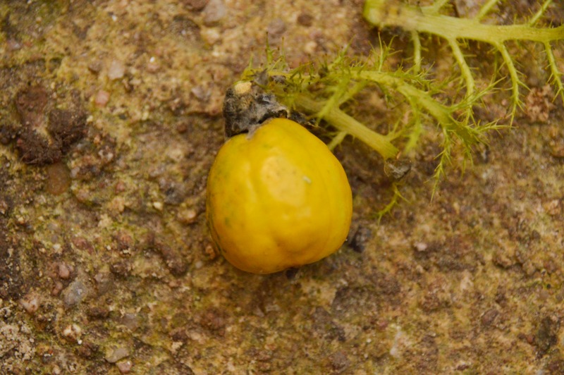 P. ahibiscifolia