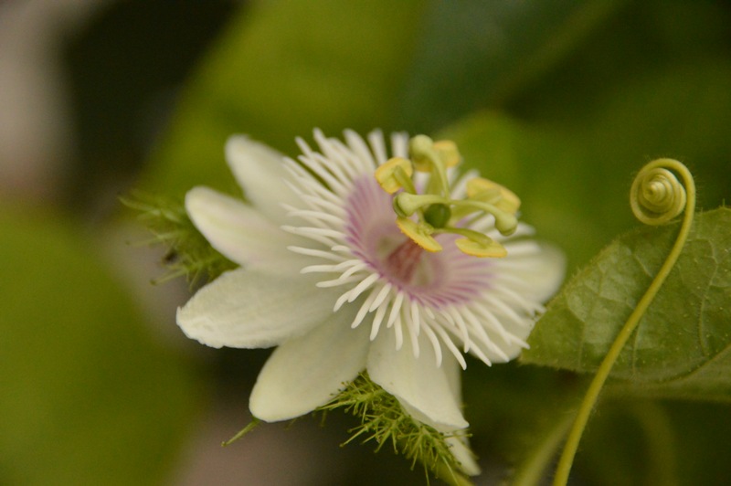 P. ahibiscifolia