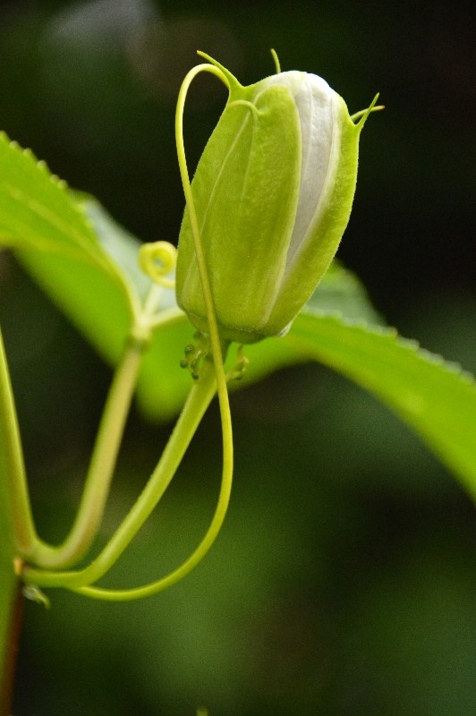 P. incarnata