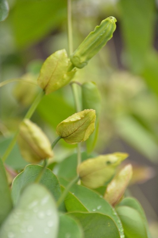 P. mucronata