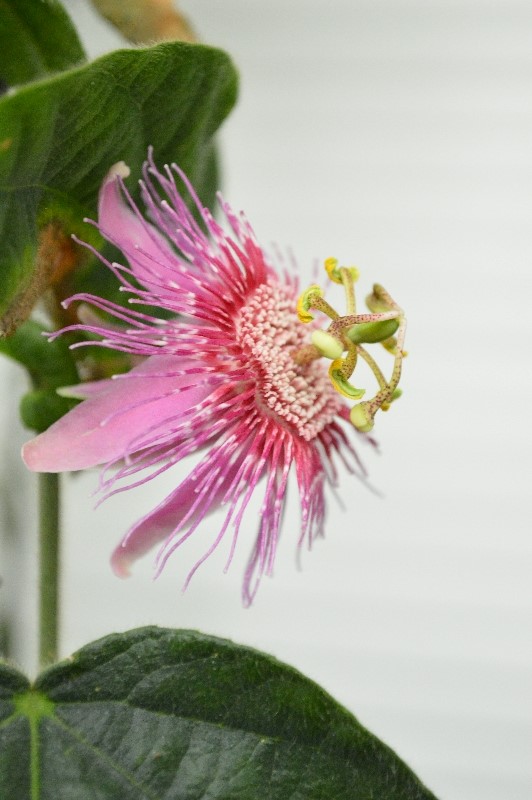 P. nephrodes