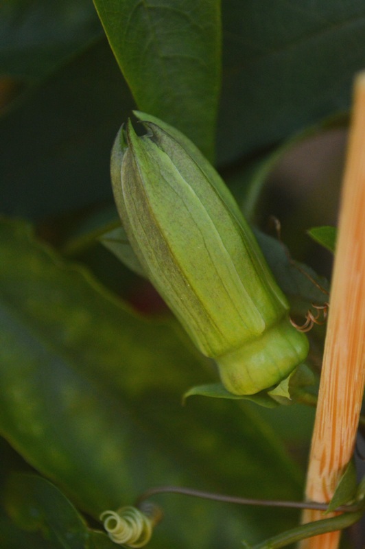 P. oerstedii aff. choconiana