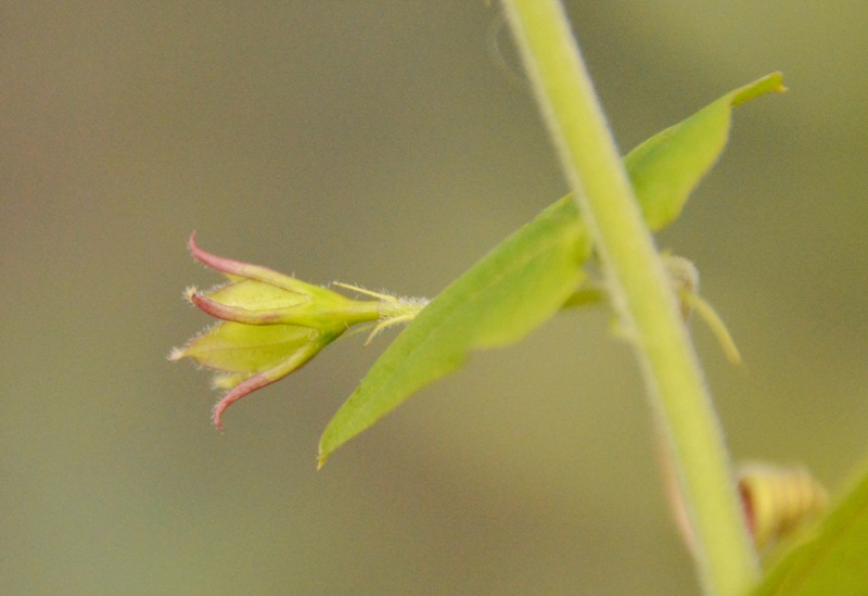 P. perfoliata