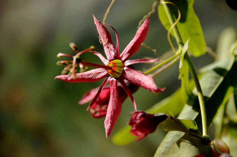 P. perfoliata