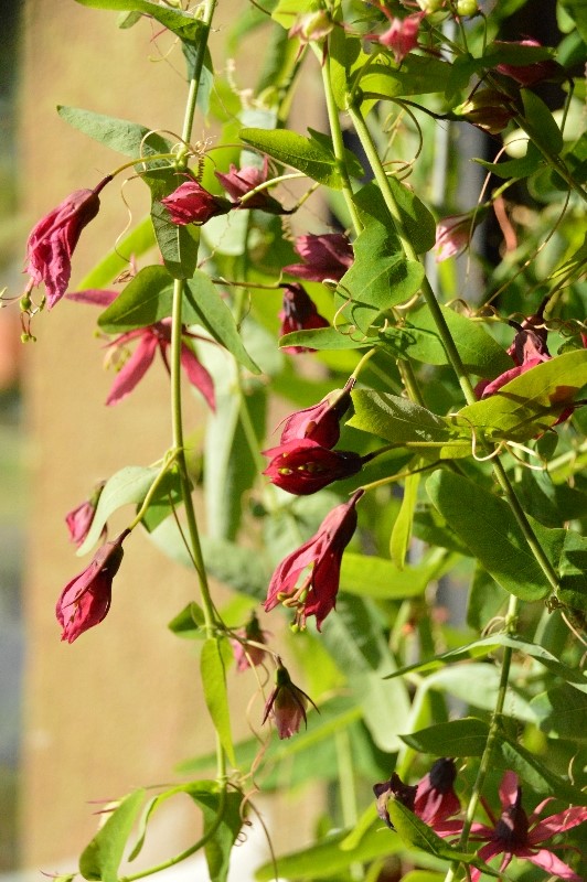 P. perfoliata