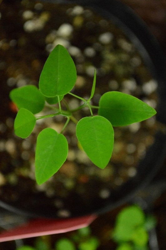 P. racemosa
