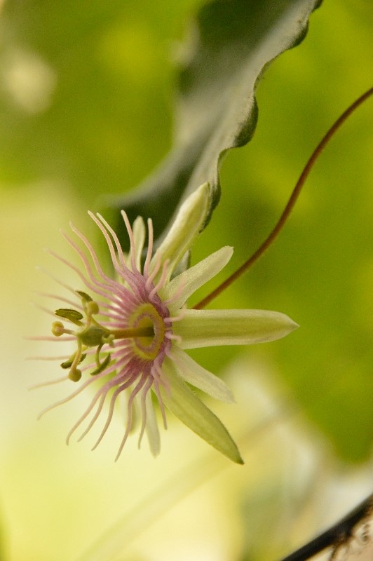 P. racemosa