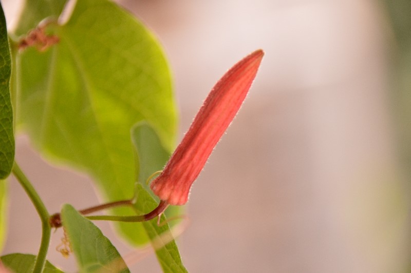 P. sanguinolenta