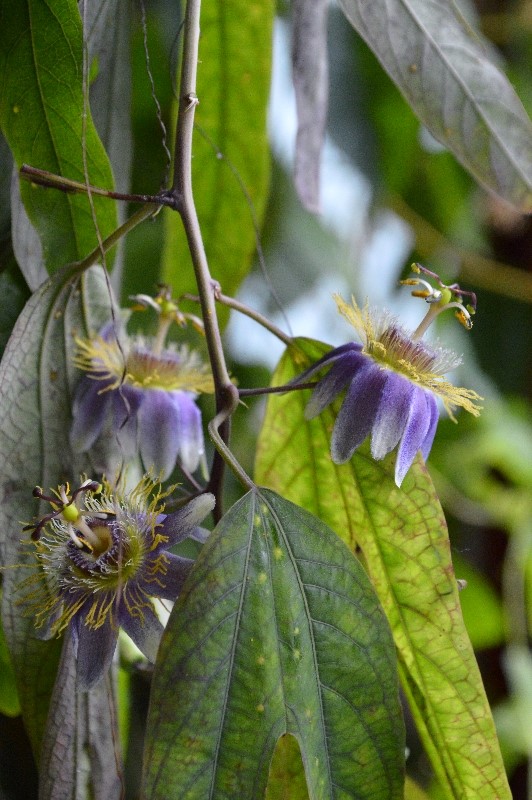 P. standleyi