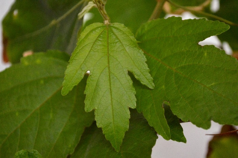P. vitifolia
