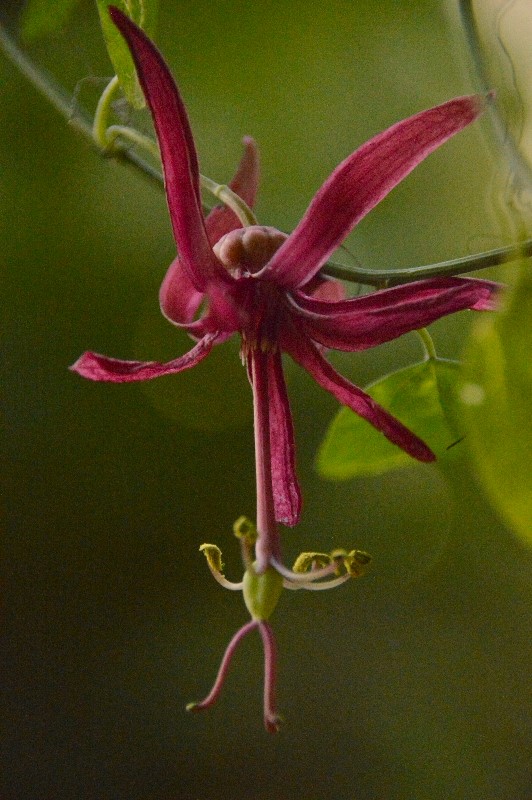 P. Cappuccetto Rosso 