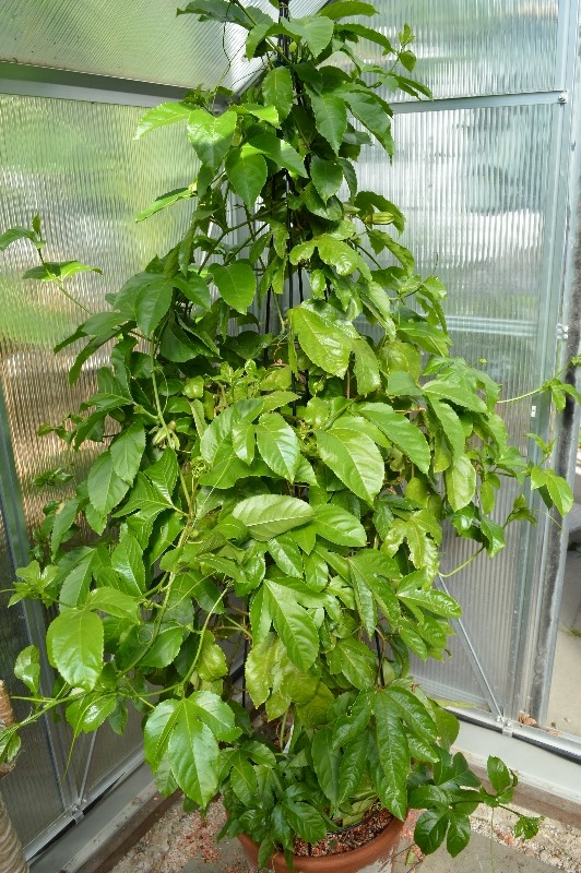 P. edulis x colvillii