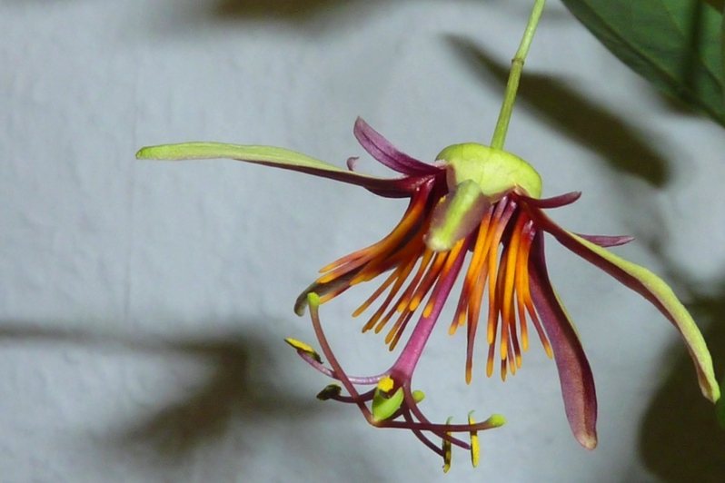 P. Sunfire
