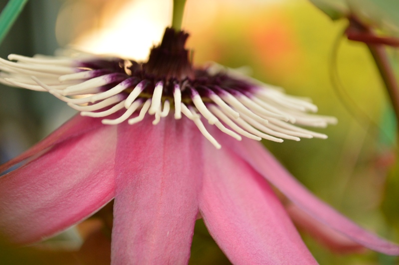 P. x violacea Atropurpurea