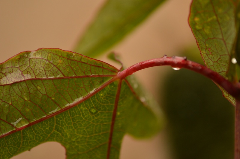 P. x violacea Atropurpurea