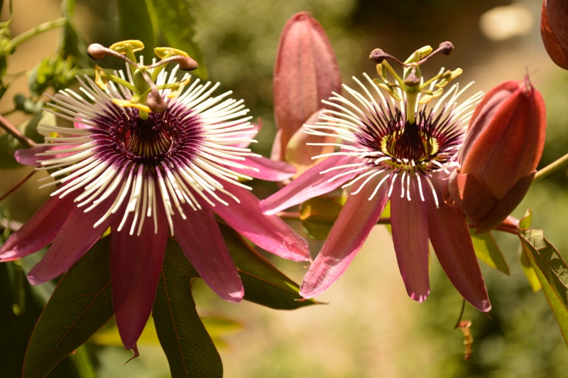 P. x violacea Atropurpurea