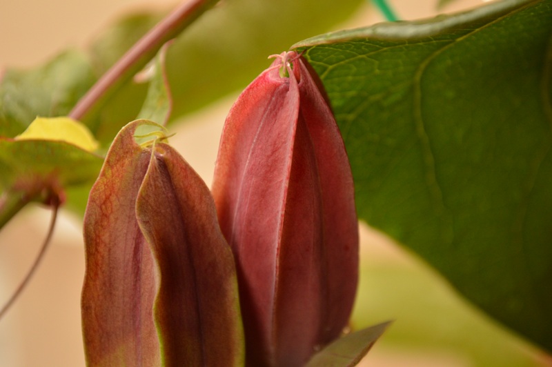 P. x violacea Atropurpurea