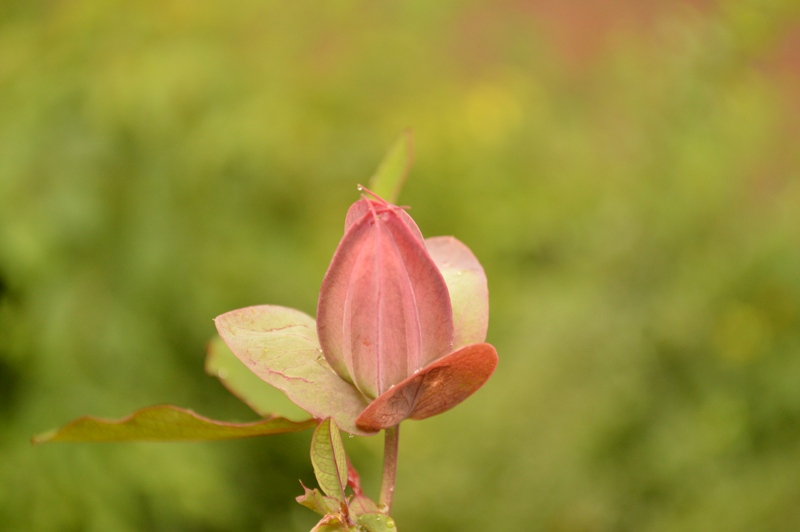 P. x violacea Atropurpurea