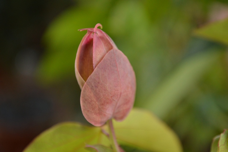 P. x violacea Atropurpurea