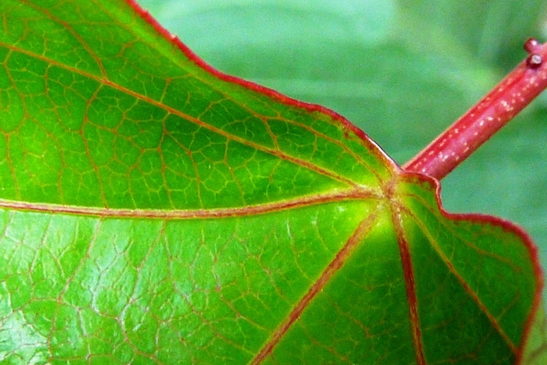 P. x violacea Atropurpurea