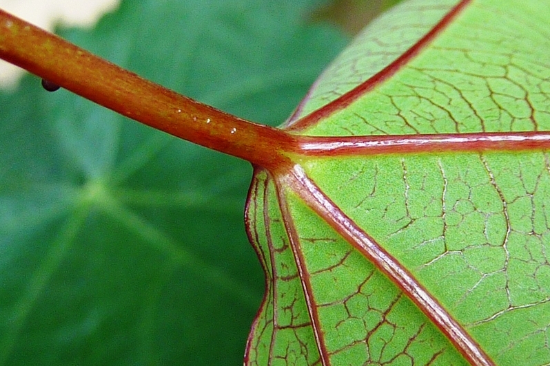 P. x violacea Atropurpurea