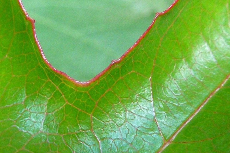 P. x violacea Atropurpurea