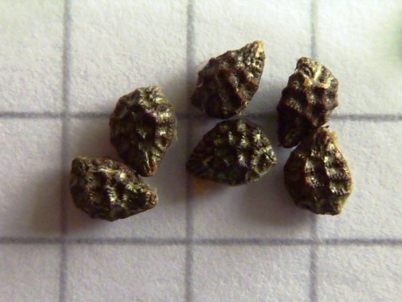 P. suberosa