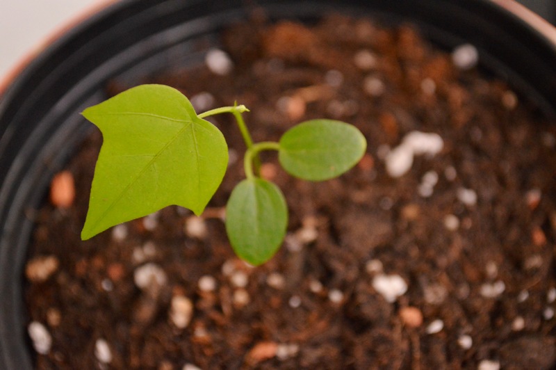 P. suberosa