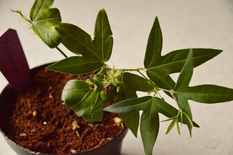 P. suberosa