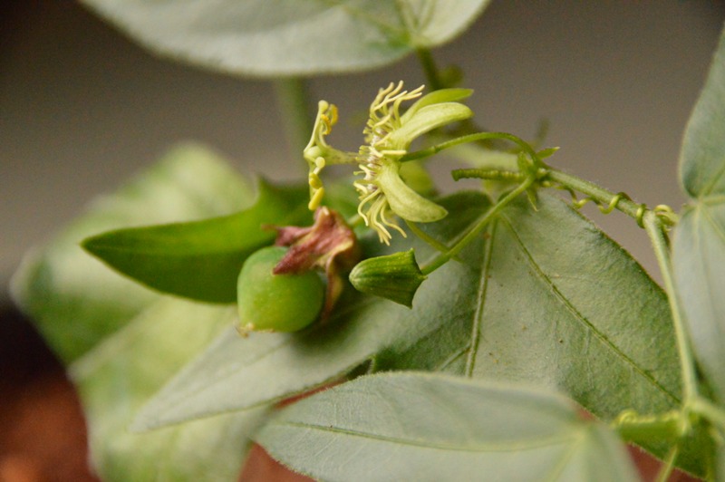 P. suberosa