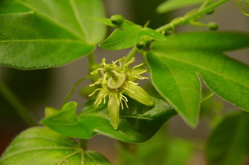 P. suberosa