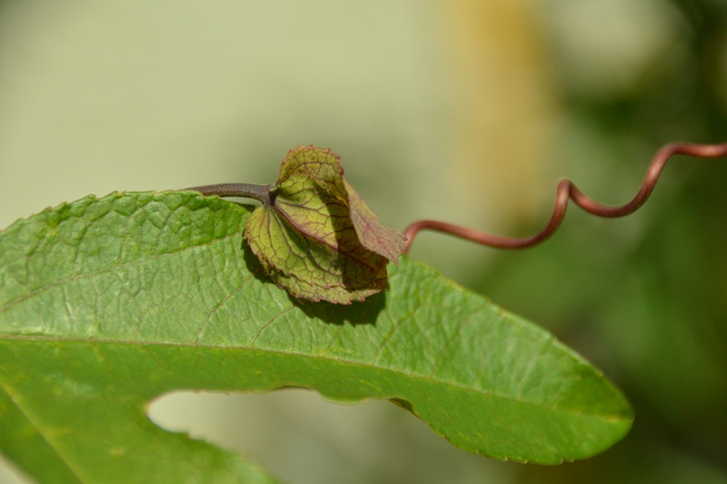 P. Fantasma