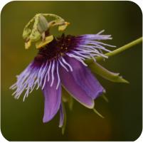 Passiflora amethystina