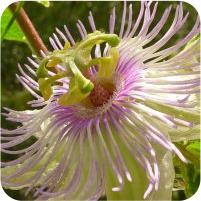 Passiflora arida