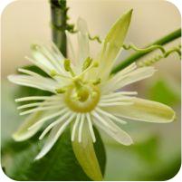 Passiflora capsularis