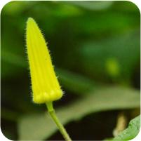 Passiflora sanguinolenta