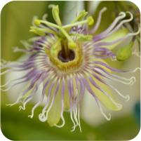 Passiflora cochinchinensis