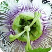 Passiflora edulis