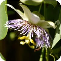 Passiflora Blue Stripper