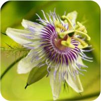 Passiflora foetida var. galapagensis